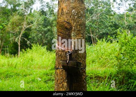 Latex wird aus Naturkautschukbaumen in Indonesien gewonnen Stockfoto