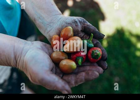 Frisches Bio-Gemüse aus heimischem Gemüsegarten in Händen Stockfoto