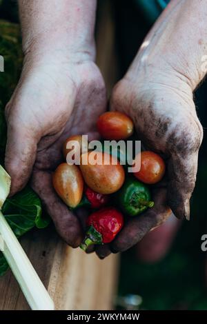 Frisches Bio-Gemüse aus heimischem Gemüsegarten in Händen Stockfoto