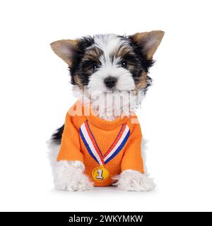 Sehr süßes Biewer Terrier Hundewelpen, der vorne mit orangefarbener Shorts mit Medaillenmuster sitzt. Blick direkt auf die Kamera. Isoliert auf einem weiß Stockfoto