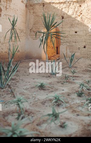 Das Licht am späten Nachmittag beleuchtet Kaktuspflanzen im alten Afrika. Stockfoto