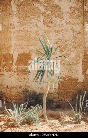 Das Licht am späten Nachmittag beleuchtet Kaktuspflanzen im alten Afrika. Stockfoto