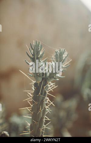 Das Licht am späten Nachmittag beleuchtet Kaktuspflanzen im alten Afrika. Stockfoto