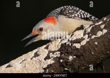 Rotbauchspecht auf einem wilden Kirschschenkel. Die Extremität ist mit milchweiß gezahnten Polyporpilzen infiziert. Sie zeigt Wut auf einen nahe gelegenen Stockfoto