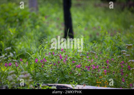Wildblumen auf dem Stanley Lake Trail in Sawtooths Stockfoto