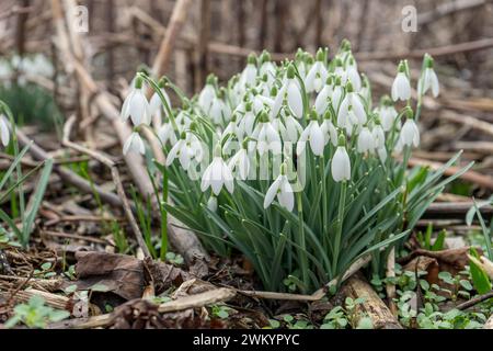Detailaufnahme von blühenden Schneeglöckchen im Garten Stockfoto
