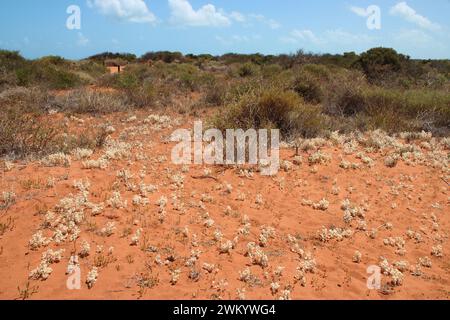 Wüstenvegetation im Nationalpark francois péron an der Haibucht in australien Stockfoto