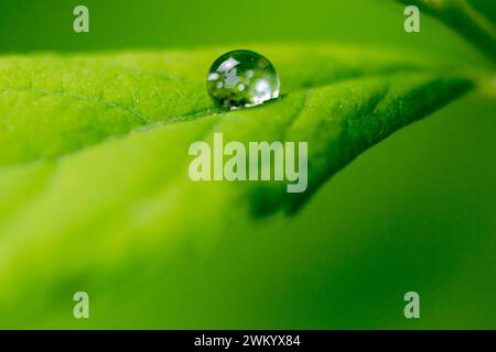 Ein Wassertropfen auf grünem Blatt im Tau-Licht. Makroaufnahme, Fokus auf großen Wassertropfen. Stockfoto