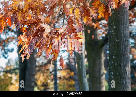 Herbstlicher Wald mit einer Nahaufnahme von Eichenblättern, deren farbenfrohes Laub in Sonnenlicht getaucht ist und eine atemberaubende Landschaft von saisonaler Pracht schafft. Stockfoto