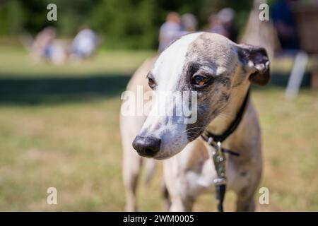 Porträt einer Sahne-Whippet. Freundlich aussehendes Whippet auf Outdoor-Hintergrund. Stockfoto