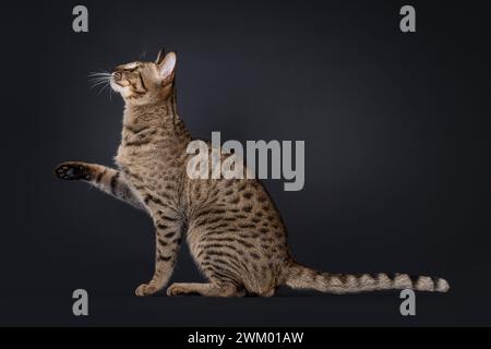 Elegante Savannah-Katze, seitlich sitzend. Ich schaue seitlich nach oben und zeige das Profil. Eine Pfote in der Luft angehoben. Isoliertes Porträt auf schwarzem Hintergrund. Stockfoto