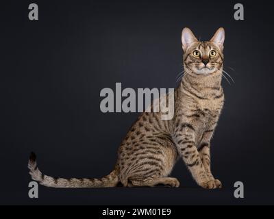 Elegante Savannah-Katze, seitlich sitzend. Blick über das Objektiv. Isoliertes Porträt auf schwarzem Hintergrund. Stockfoto