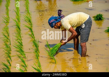 Indische Bauern im Bundesstaat Odisha Pflanzen Reis auf einem Reisfeld Stockfoto