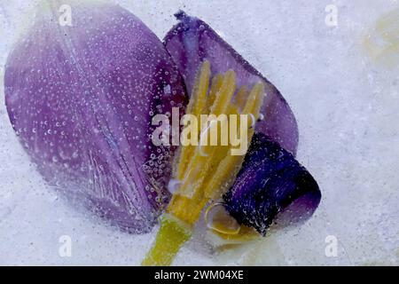 Violette Tulpe mit Eisblasen Stockfoto