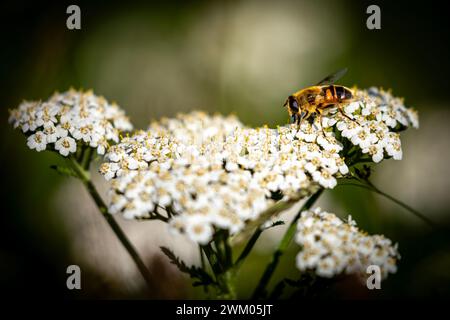 Gewöhnliche Schafgarbenblüten auf einer Wiese Stockfoto