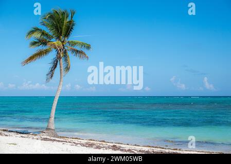 Eine einzige Palme an einem Sandstrand am Ufer. Tulum, Mexiko Stockfoto