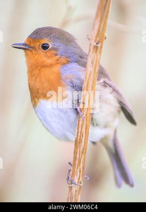Europäischer Robin (Erithacus rubecula), der auf einem Strauchzweig thront. Februar, Kent, Großbritannien Stockfoto