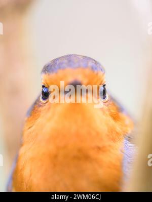 Robin (Erithacus rubecula) mit sehr geringer Schärfentiefe, nur die Augen im Fokus. Februar, Kent, Großbritannien Stockfoto