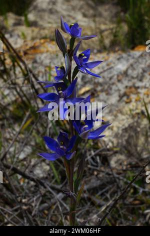 Dunkelblaue Blüten der duftenden Sonnenorchidee (Thelymitra macrophylla), in einem natürlichen Lebensraum im Südwesten Australiens Stockfoto