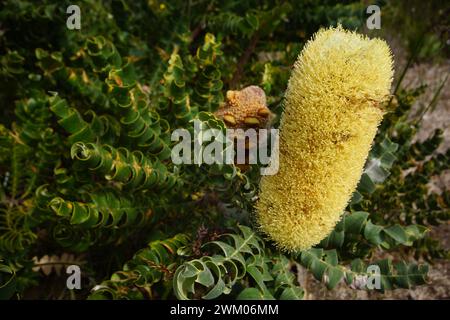 Bulle Banksia (Banksia grandis) mit gelbem Blütenstachel und Sägezahnblättern, in natürlicher Umgebung, Westaustralien Stockfoto