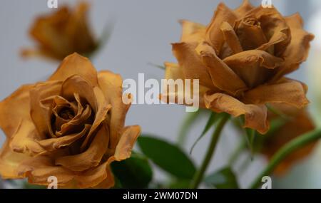 Nahaufnahme der gelben Rosenblüten, die vertrocknet sind und die Blütenblätter verwelkt und braun geworden sind. Stockfoto