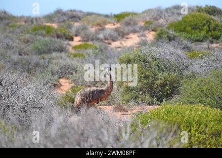 EMU (Dromaius novaehollandiae) auf Nahrungssuche in Küstenvegetation Stockfoto