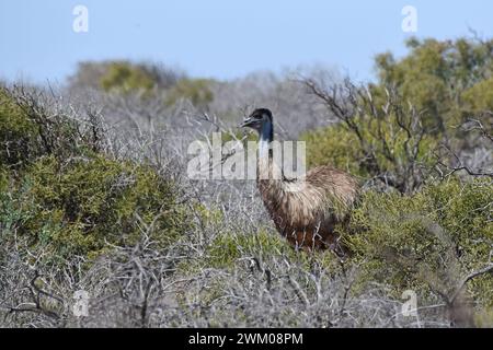 EMU (Dromaius novaehollandiae) auf Nahrungssuche in Küstenvegetation Stockfoto