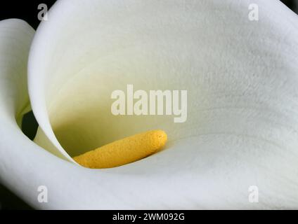 Nahaufnahme einer weißen Calla Lily vor natürlichem Hintergrund. Zantedeschia aethiopica. Selektiver oberflächlicher Fokus auf Stamen. Frühling. Sintra, Portugal. Stockfoto