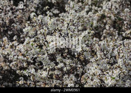 Detail eines Schwarzdornstrauchs in Blüte. Prunus Spinosa. Flacher Fokus für Effekte. Frühling - Sintra, Portugal Stockfoto