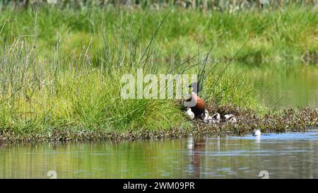 Weibliche australische ShelEnte (Tadorna tadornoides) mit Flaumküken Stockfoto