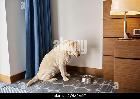 Niedlicher labrador-Hund, der in einem Zimmer in einem haustierfreundlichen Hotel sitzt und sich eine Schüssel mit Tierfutter anschaut Stockfoto