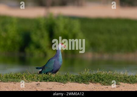 Ein einsamer wunderschöner Graukopf-Sumpfer (Porphyrio poliocephalus), der am Ufer eines Sees an den Al Qudra Lakes in Dubai, Vereinigte Arabische Emirate, steht. Stockfoto