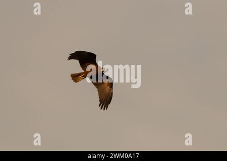 Eine einsame Western sumpfharrier (Circus aeruginosus) im Flug bei Dämmerung an den Al Qudra Lakes in Dubai, Vereinigte Arabische Emirate. Stockfoto