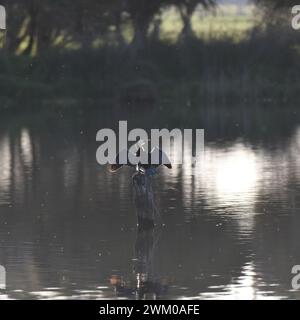 Kleiner Rattenkormoran (Microcarbo melanoleucos), der seine Federn in der Abendsonne trocknet Stockfoto