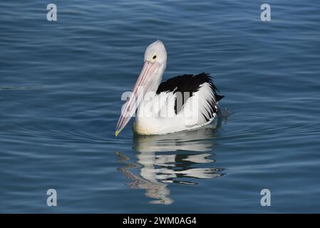 Der australische Pelikan (Pelecanus conspicillatus) hat die längste Scholle eines lebenden Vogels Stockfoto