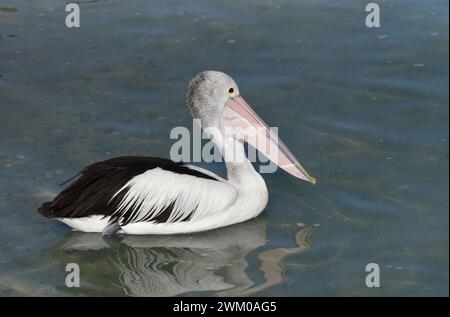 Der australische Pelikan (Pelecanus conspicillatus) hat die längste Scholle eines lebenden Vogels Stockfoto