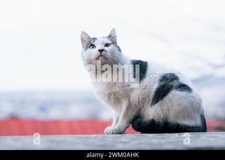 Eine weiße und graue Katze mit auffälligen grünen Augen sitzt auf einem Felsvorsprung und blickt in die Ferne. Der Hintergrund mit weichem Fokus betont seinen durchdachten Ausdruck. Ein streunendes Kätzchen sitzt draußen auf einem Schritt und schaut hoch. Stockfoto