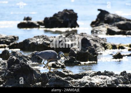 Weißfischreiher (Egretta novaehollandiae) auf der Suche nach einem See Stockfoto