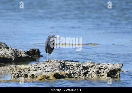 Der Eastern Reef Egret (Egretta sacra) lebt an Stränden, felsigen Ufern, Gezeitenflüssen und Buchten, Mangroven und exponierten Korallenriffen Stockfoto