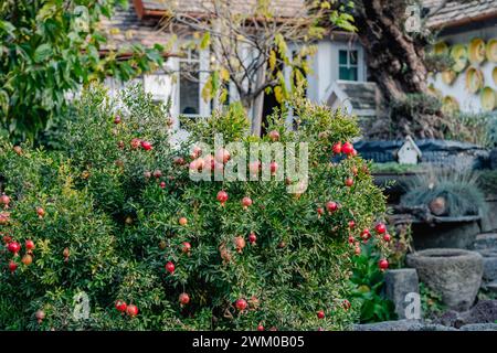 Ein Busch voller reifer Granatäpfel steht vor einem rustikalen Haus. Die leuchtenden roten Früchte verleihen der Gartenszene einen Farbtupfer. Herbsternte von Granatäpfeln, Granatapfelsaft und Wein. Stockfoto