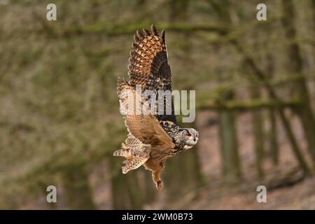 Wildpark Schwarze Berge I 04.02.2024 Uhu, Vogel, Uhu ist eine Vogelart aus der Gattung der Eulen, Eule, Bubo bubo, Jäger der Nacht, Rosengarten Wildpark Schwarze Berge im Süden Hamburgs Niedersachsen Deutschland *** Wildpark Schwarze Berge I 04 02 2024 Uhu, Vogel, Uhu ist eine Vogelart der Eulengattung, Eule, Bubo bubo, Jäger der Nacht, Rosengarten Wildpark Schwarze Berge im Süden Hamburgs Niedersachsen Copyright: xLobeca/FelixxSchlikisx Stockfoto