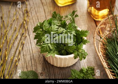 Frische, junge Kuh-Petersilienblätter auf einem Tisch - eine wilde essbare Pflanze, die im Spätwinter geerntet wird, mit Zwiebelgras und Knoblauchsenf Stockfoto