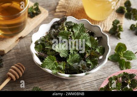 Eine Schüssel mit frischen Brennesseln, die im Frühjahr geerntet wurden, mit einer Tasse Kräutertee im Hintergrund Stockfoto