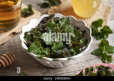 Frische junge Brennessel, die im Frühjahr geerntet wurden, mit einer Tasse Kräutertee im Hintergrund Stockfoto