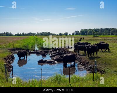 Eine Wasserbüffelherde, die in einem Teich auf einer Weide in Mecklenburg-Vorpommern badete Stockfoto