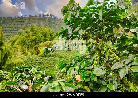 Hacienda San Alberto, Cafetal, Kaffeeplantagen, Kaffee-Kulturlandschaft, Buenavista, Quindio, Kolumbien, Südamerika Stockfoto