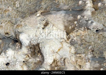 Tropische Wurzel mit Wendungen und fantastischen Holzkörnern Stockfoto