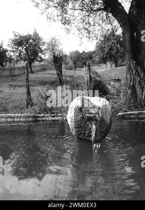 Vrancea County, Rumänien, ca. 1991. Ein hölzerner Wasserdurchfluss auf dem Land, der Wasser aus einer natürlichen Quelle sammelt. Stockfoto