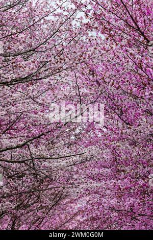 Nahaufnahme der wunderschönen rosa Kirschblüte Stockfoto