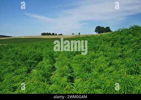 Symbolfotos: Cannabispflanzen bzw. Hanfpflanzen auf einem Feld. / Das lateinische Wort für Hanf ist eigentlich Cannabis. In Deutschland und vielen anderen Ländern wird der Begriff Cannabis aber häufig als umfassende Bezeichnung für Hanfpflanzen sowie für Produkte der Pflanze, die THC enthalten, verwendet. Die getrockneten Blüten der weiblichen Hanfpflanze werden als Marihuana oder Gras bezeichnet. Deutschland 2024-02-23 Symbolfotos Hanf bzw Cannabis Foto Hercher 10 *** Symbolfotos Cannabispflanzen oder Hanfpflanzen in einem Feld das lateinische Wort für Hanf ist eigentlich Cannabis in Deutschland und viele andere c Stockfoto